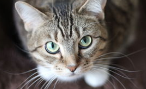 猫咪耳朵发臭是有耳螨吗？