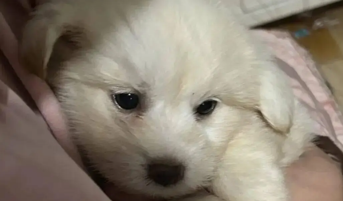 网友领养了一只小奶狗,刚到家就乖乖睡着了,简直是天使小狗