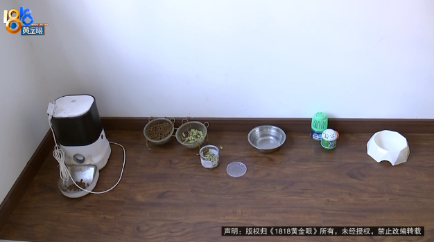 小猫不见了,上门的保洁员说被罚了600元 小猫不见了,上门的保洁员说被罚了600元