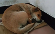 瘫痪狗狗一般能活多久 瘫痪狗狗一般能活多久