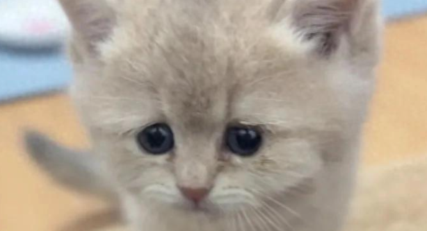 直播间买到病重星期猫，退货前主人心软