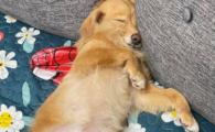 狗狗皮炎是什么造成的