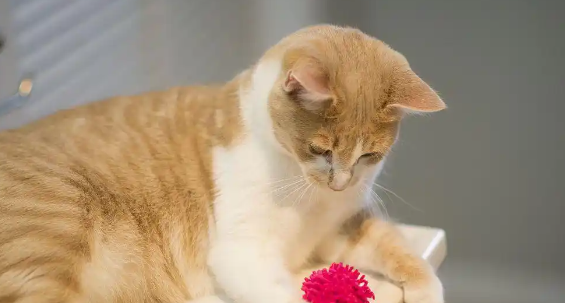 猫舔了碘伏会不会中毒