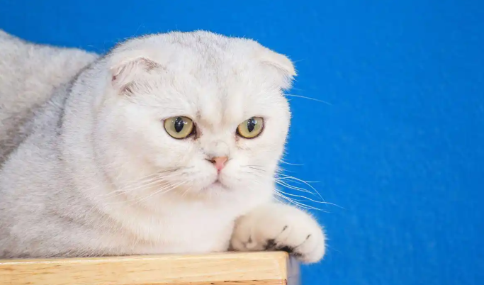 折耳猫初期发病的征兆