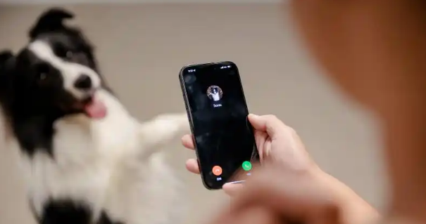 glocame petphone多少钱一个