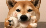 狗得了肺炎怎么办