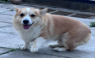 狗牙龈红肿可以自愈吗
