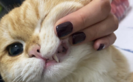 猫牙周炎会不会传染