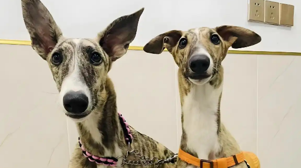 灵缇犬的魅力无法抗拒,但养它的代价,真的能承受吗 灵缇犬的魅力无法抗拒,但养它的代价,真的能承受吗