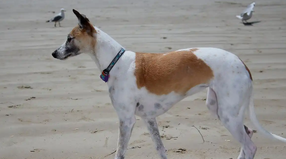 细犬与灵缇：两种“追风猎手”的奇妙差异