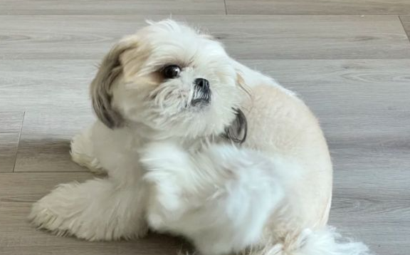 狗狗老是抓挠身体是怎么回事 狗狗老是抓挠身体是怎么回事