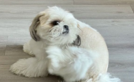 狗狗老是抓挠身体是怎么回事