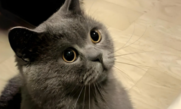 蓝猫得了尿闭怎么办 蓝猫得了尿闭怎么办