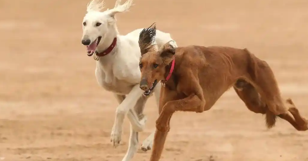 为何很少看到有人养“细犬”,这些原因很现实了! 为何很少看到有人养“细犬”,这些原因很现实了!