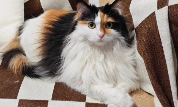 为什么说三花猫是猫界大美女?看完就知道了 为什么说三花猫是猫界大美女?看完就知道了