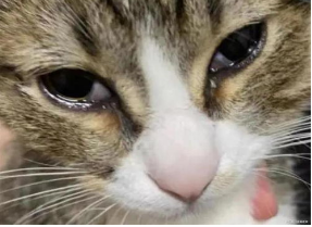 猫有泪痕怎么治疗