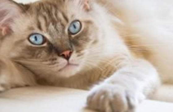 猫咪被蚊虫叮咬会感染疾病吗? 猫咪被蚊虫叮咬会感染疾病吗?