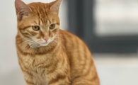 猫瘟怎么感染上的