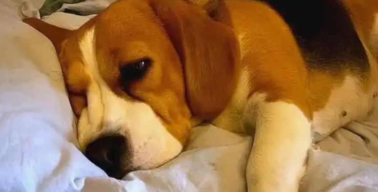 狗狗便秘拉不出便便如何缓解