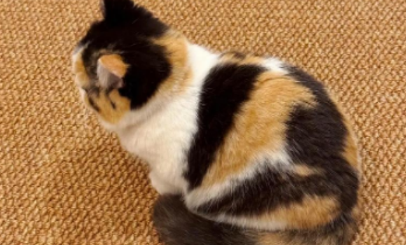 一文告诉你，三花猫怎么养才能不怕人