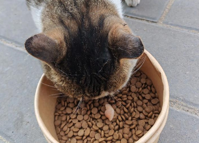 猫不吃猫粮但是吃零食是怎么回事