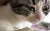 猫咪流泪怎么治疗最好