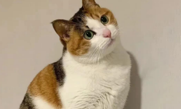 一文告诉你，三花猫怎么养才能不怕人
