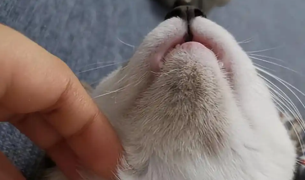 猫咪黑下巴的原因是什么