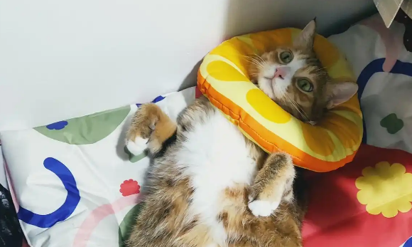 猫咪外伤用什么药愈合伤口