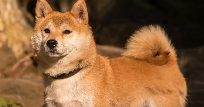 女子花1000元托运柴犬从贵州回甘肃,送到后柴犬死亡 女子花1000元托运柴犬从贵州回甘肃,送到后柴犬死亡