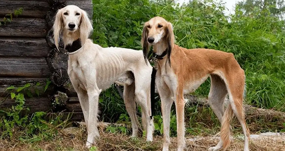 为何很少看到有人养“细犬”,这些原因很现实了! 为何很少看到有人养“细犬”,这些原因很现实了!