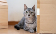 猫咪嘴唇溃疡是什么原因