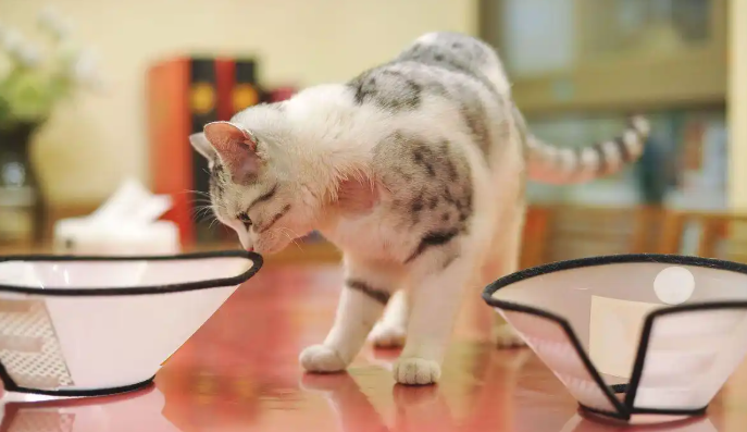 猫咪一直想打嗝是怎么回事