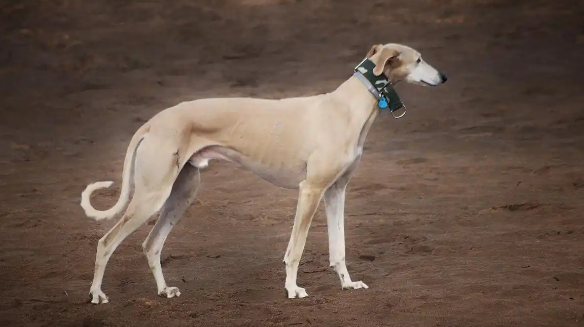 细犬与灵缇：两种“追风猎手”的奇妙差异