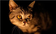 猫一到晚上就叫怎么回事