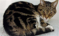 猫咪毛发稀疏是营养不足吗？