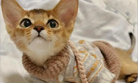 阿比西尼亚猫有哪些品种？一文全知道