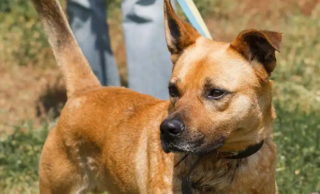土猎犬的智商高吗？被低估的高智商本土猎犬