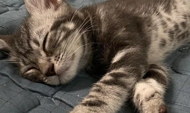 猫打完疫苗发烧多久会好