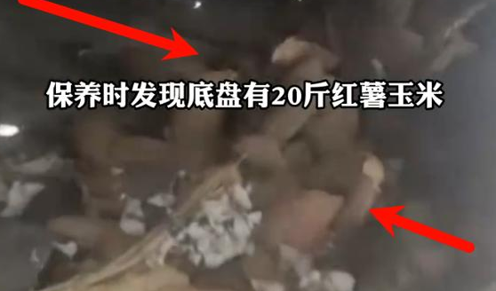 老鼠"囤粮20斤":一场关于人鼠共存的深度思考 老鼠"囤粮20斤":一场关于人鼠共存的深度思考