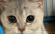 猫咪眼睛里面有一个黑色的东西怎么回事