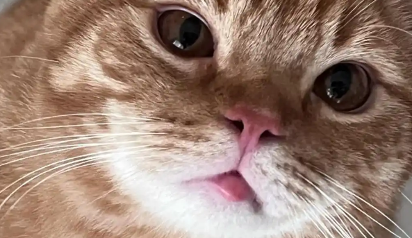 猫下嘴唇肿了是什么原因 猫下嘴唇肿了是什么原因