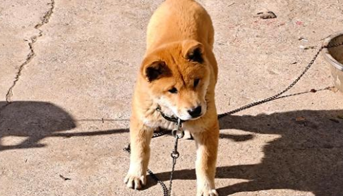 土猎犬能长多大？一篇讲清它体型与成长的奥秘