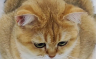 猫能吃鸡蛋黄吗有什么好处