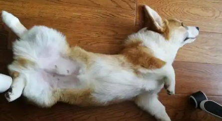 狗狗翻肚皮什么意思