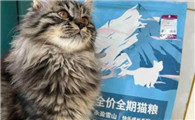 永盈雪山猫粮怎么样