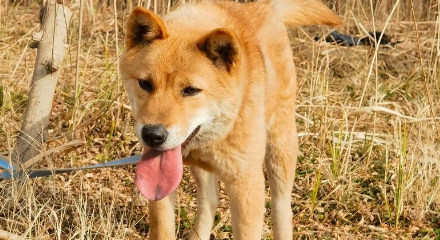 土猎犬和宠物犬哪个贵?一文看懂价格与饲养差异 土猎犬和宠物犬哪个贵?一文看懂价格与饲养差异