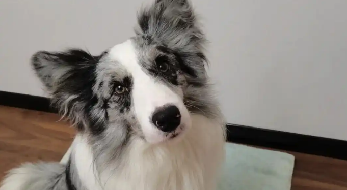 狗狗掉毛严重皮肤发红怎么办