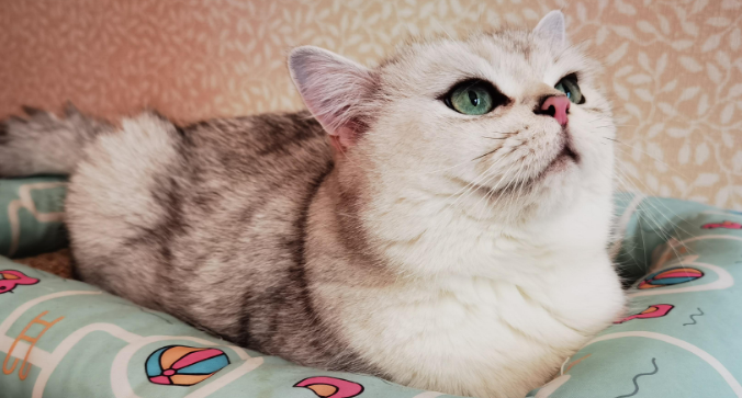 猫咪皮肤出现癣斑是得了什么病