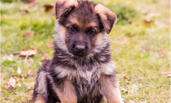 幼犬得了犬瘟能治好吗